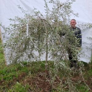 Pilebladet pære  – nr. 25-234