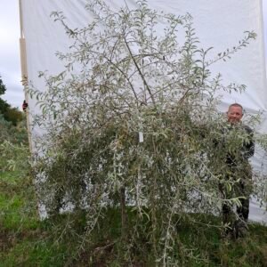 Pilebladet pære – nr. 25-235