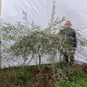 Pilebladet pære – nr. 25-236