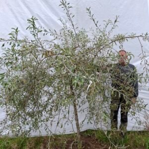 Pilebladet pære – nr. 25-237