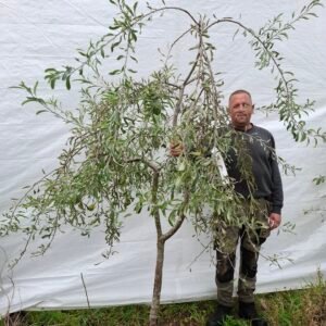 Pilebladet pære – nr. 25-238