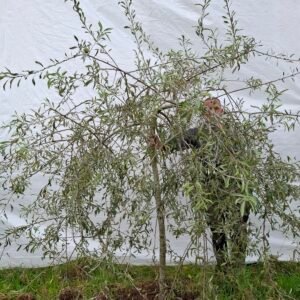 Pilebladet pære – nr. 25-239