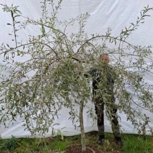 Pilebladet pære – nr. 25-240