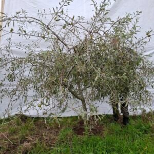 Pilebladet pære – nr. 25-241