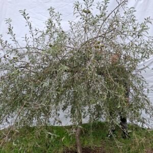 Pilebladet pære – nr. 25-242