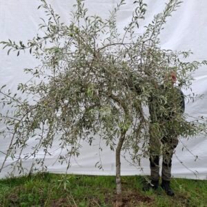 Pilebladet pære – nr. 25-243