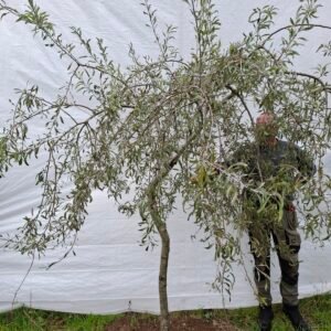 Pilebladet pære – nr. 25-244