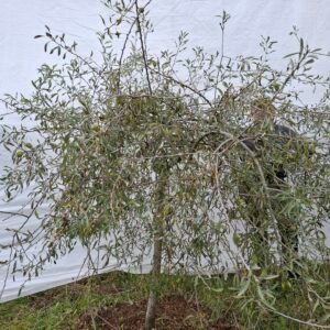 Pilebladet pære – nr. 25-245