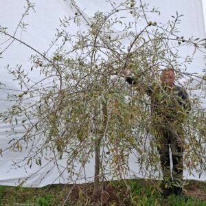 Pilebladet pære  – nr. 25-246