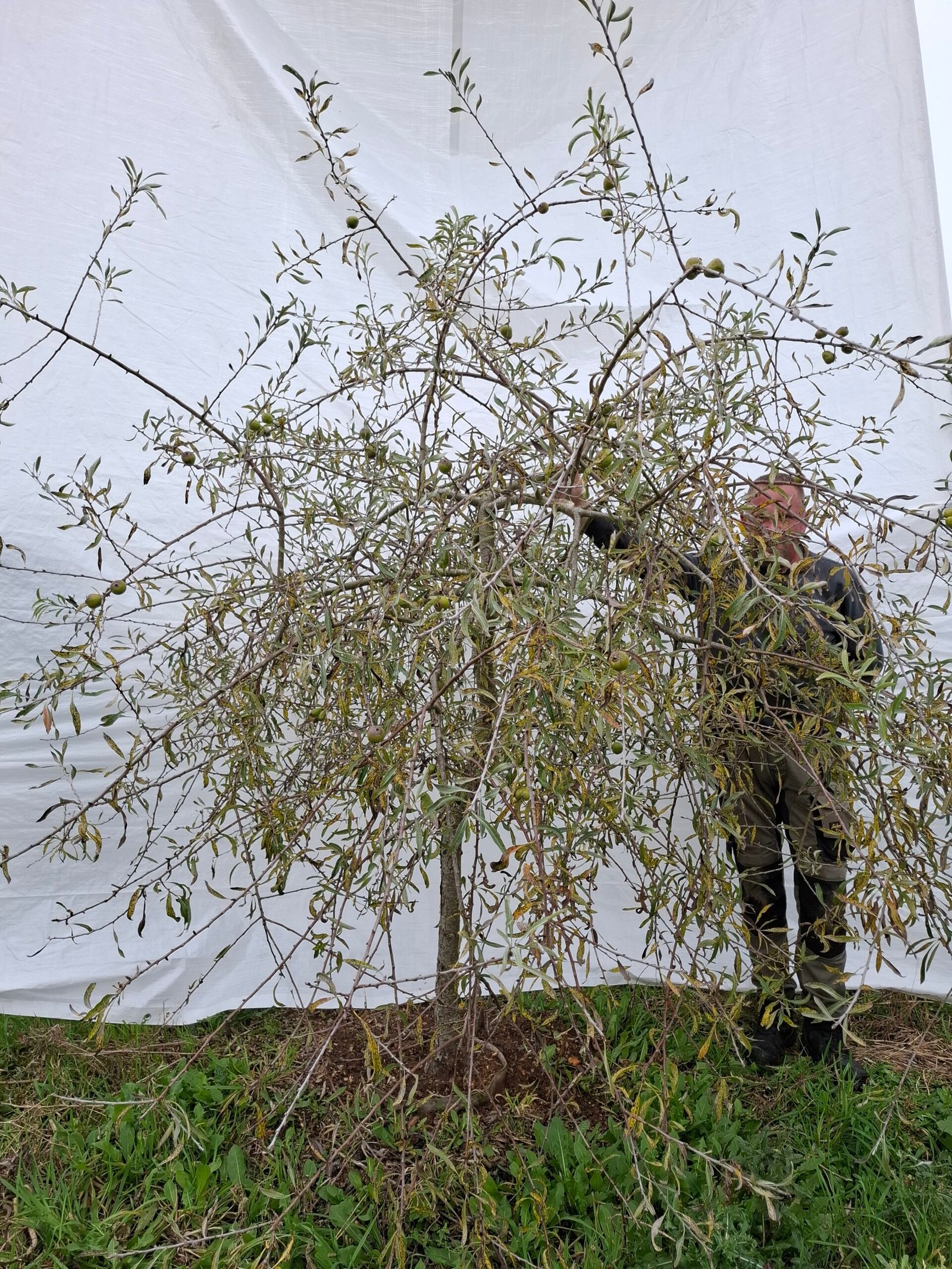 Pilebladet pære – nr. 25-246