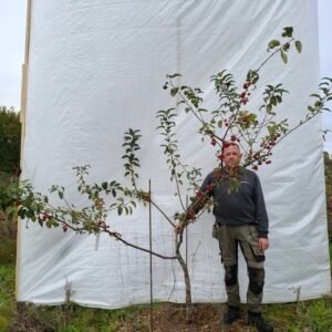 Paradisæble (Red Sentinel) – nr. 25-247