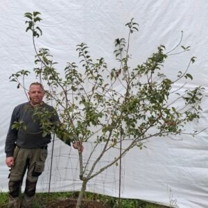 Paradisæble (Red Sentinel) – nr. 25-249