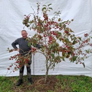 Paradisæble (Evereste) – nr. 25-250