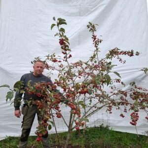 Paradisæble (Evereste) – nr. 25-251