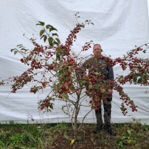 Paradisæble (Evereste) – nr. 25-252