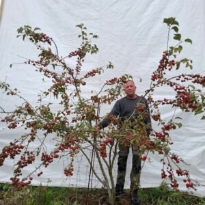 Paradisæble (Evereste) – nr. 25-253