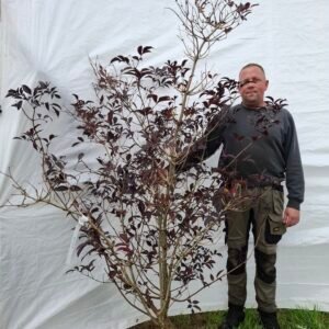 Rød hyld 'Black Beauty' – nr. 25-254