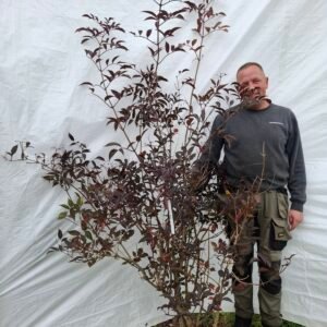 Rød hyld 'Black Beauty' – nr. 25-255