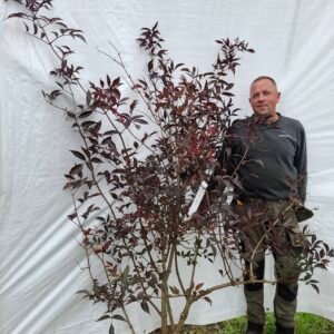 Rød hyld 'Black Beauty' – nr. 25-256