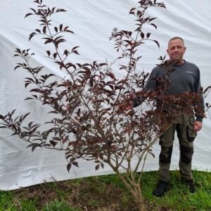 Rød hyld 'Black Beauty' – nr. 25-257