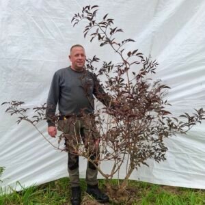 Rød hyld 'Black Beauty'  – nr. 25-258