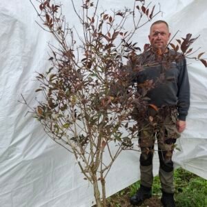 Rød hyld 'Black Beauty'  – nr. 25-259