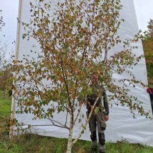 Himalaya birk – nr. 25-261