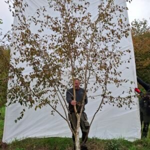 Himalaya birk – nr. 25-262