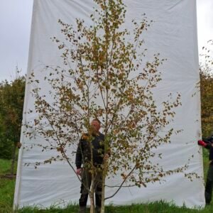 Himalaya birk – nr. 25-263