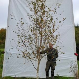 Himalaya birk – nr. 25-264