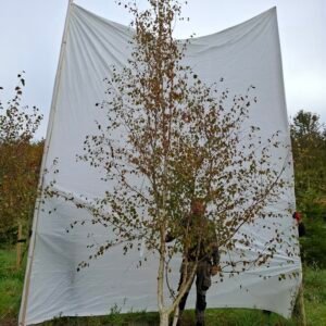 Himalaya birk – nr. 25-265