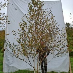 Himalaya birk – nr. 25-266