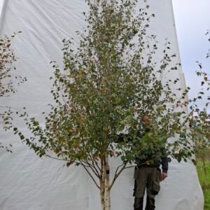 Himalaya birk – nr. 25-267