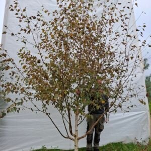 Himalaya birk – nr. 25-268