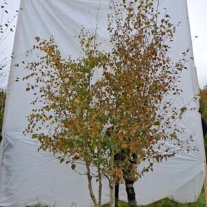 Himalaya birk – nr. 25-270