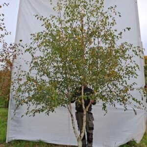 Himalaya birk – nr. 25-271