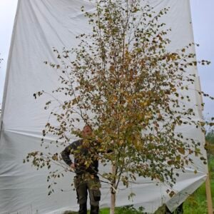 Himalaya birk – nr. 25-272