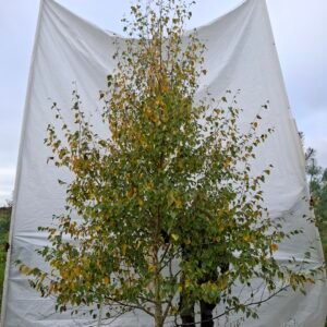 Himalaya birk – nr. 25-273