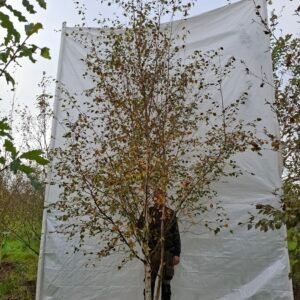 Himalaya birk – nr. 25-274