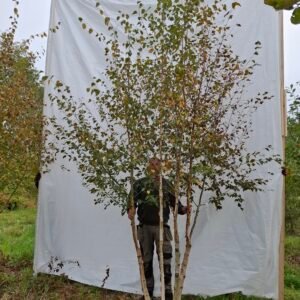 Himalaya birk – nr. 25-275