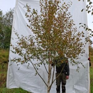 Himalaya birk – nr. 25-276