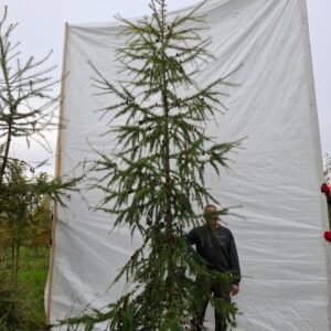 Lærketræ – nr. 25-277