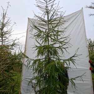 Lærketræ – nr. 25-278