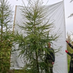 Lærketræ – nr. 25-279