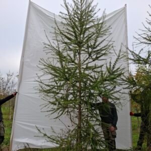 Lærketræ – nr. 25-281