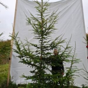 Lærketræ – nr. 25-282