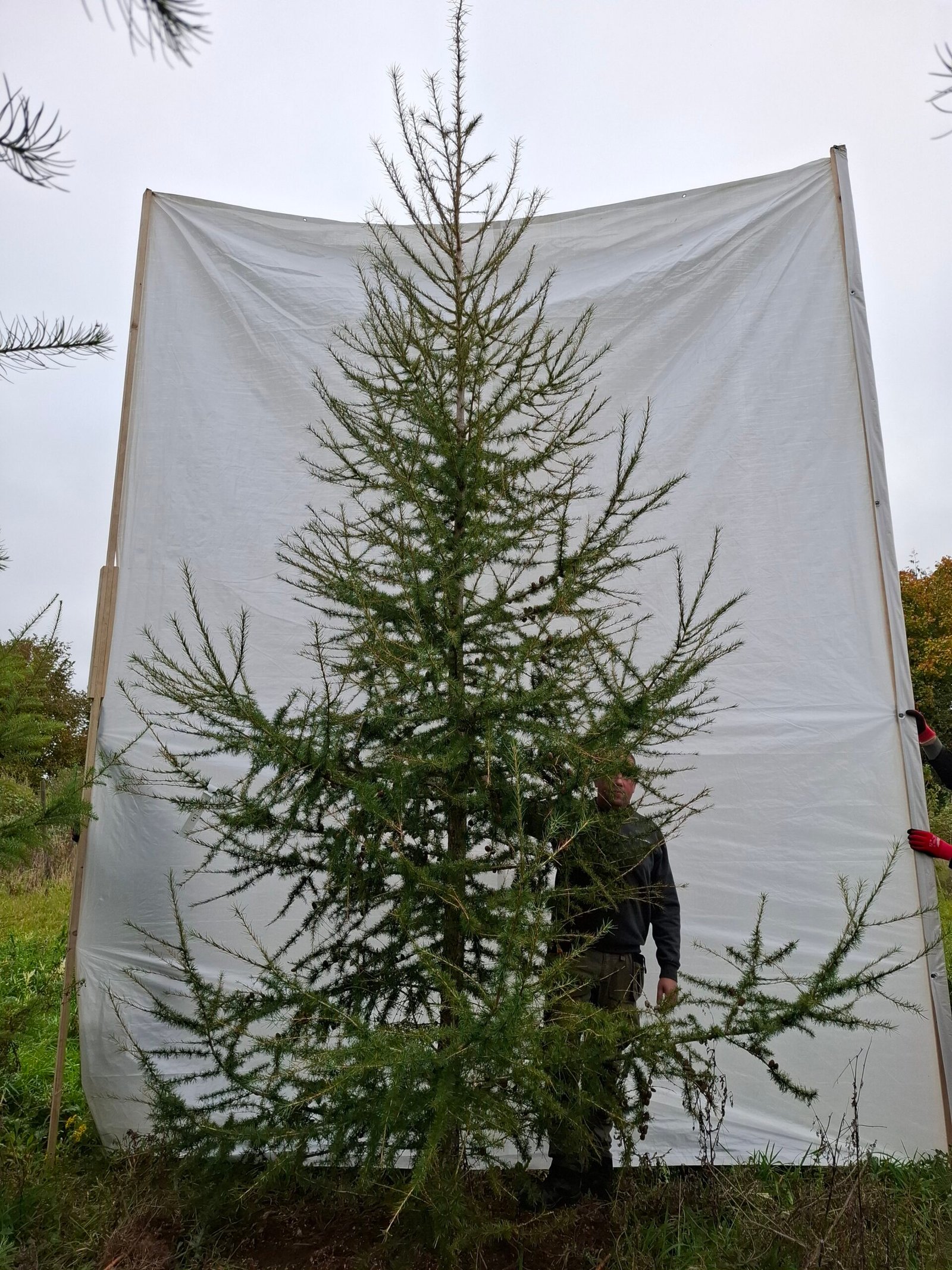 Lærketræ – nr. 25-283