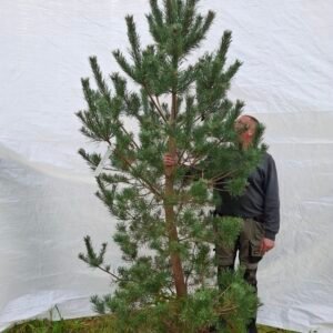 Skovfyr – nr. 25-285 pl