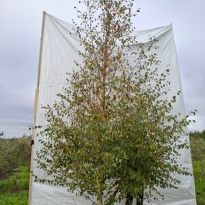 Himalaya birk – nr. 25-286