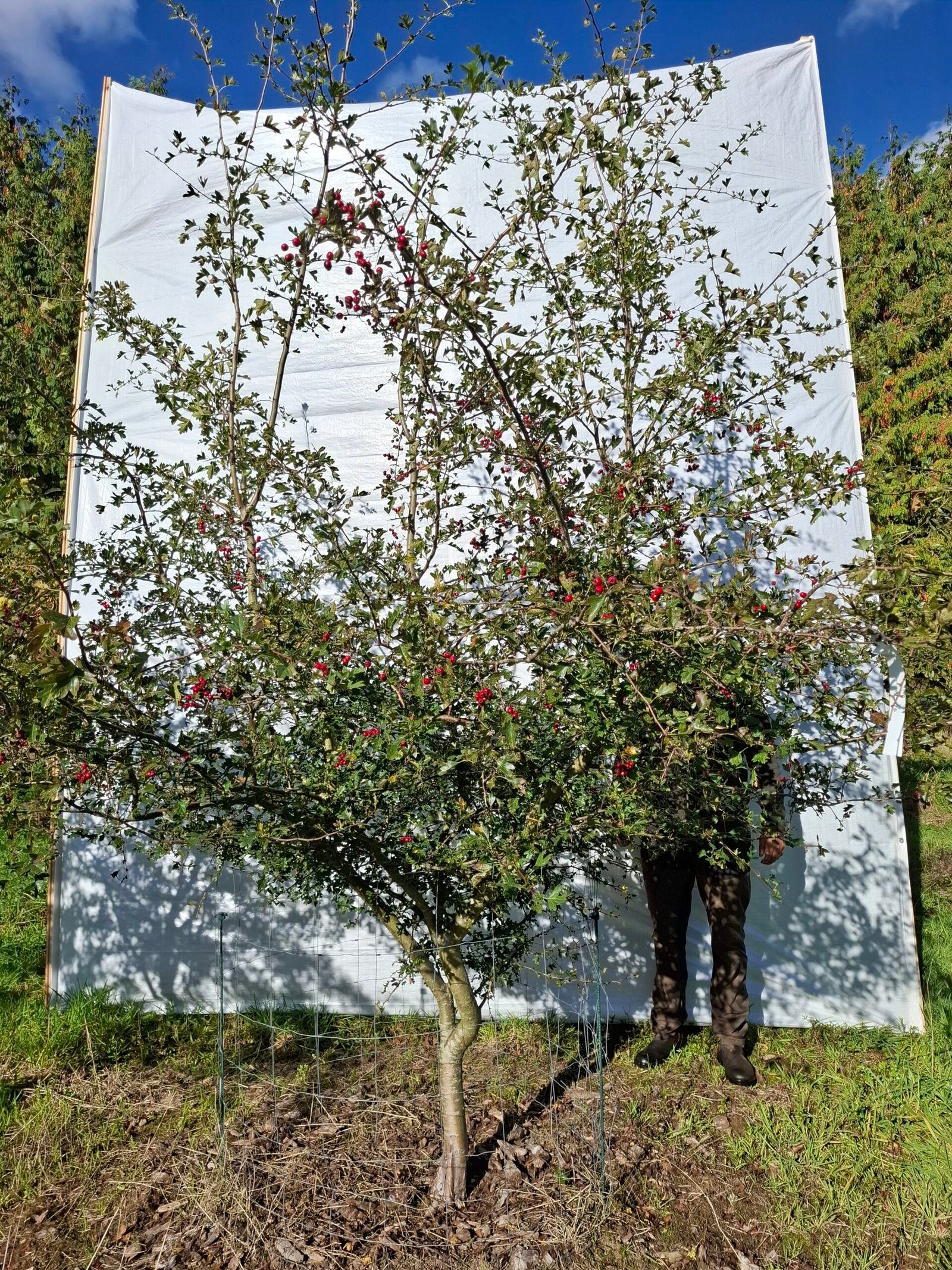 Hvidtjørn – nr. 25-76